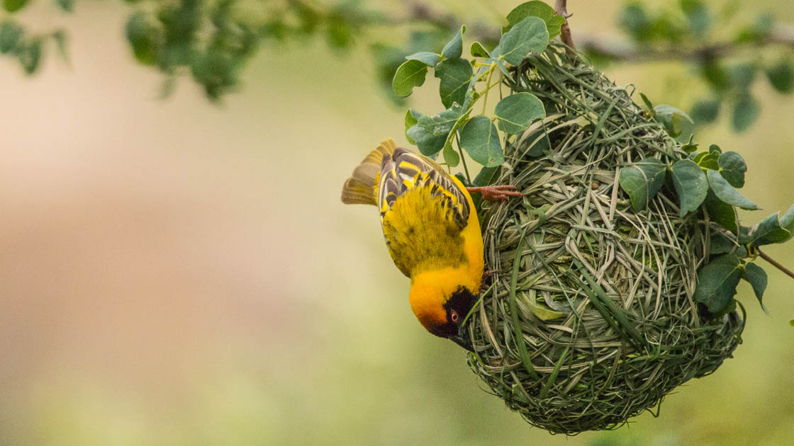 Ein schwarz-gelber Vogel sitzt auf einem Vogelnest aus Zweigen und Blättern Ein schwarz-gelber Vogel sitzt auf einem Vogelnest aus Zweigen und Blättern