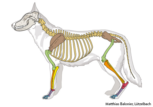 Illustration eines Hundeskeletts. Dabei sind verschiedene Knochengruppen farblich unterschieden