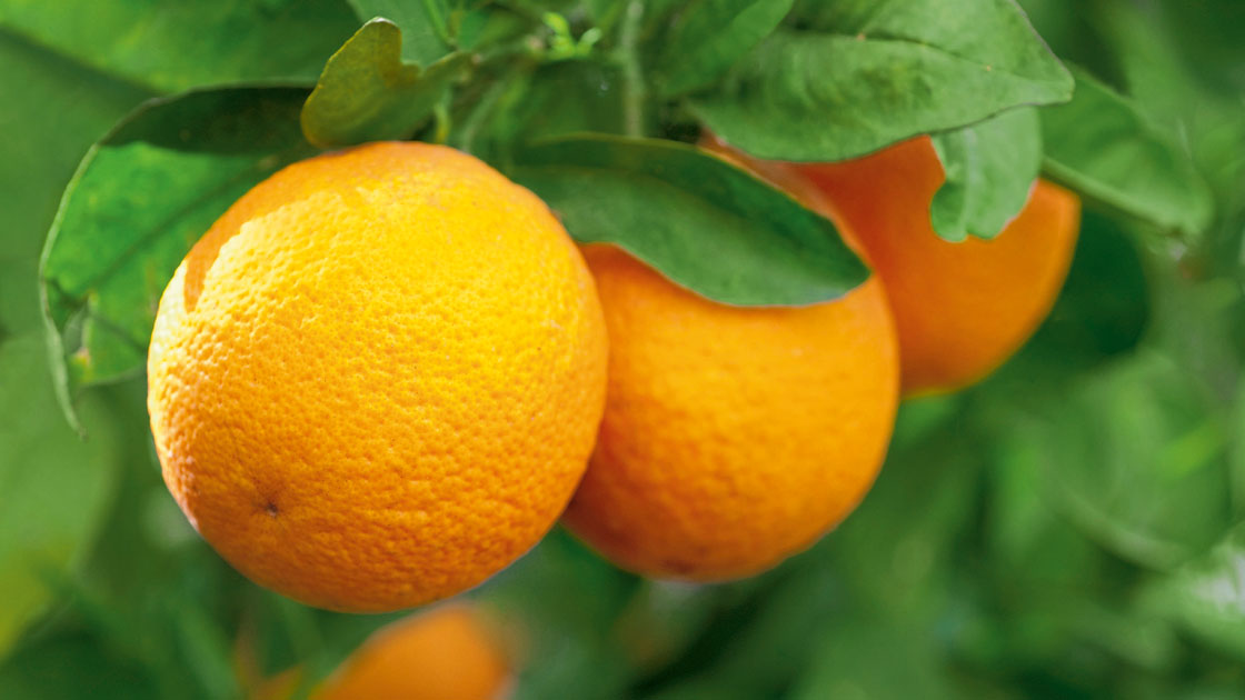 Drei reife Orangen hängen an einem Baum, umgeben von grünen Blättern Drei reife Orangen hängen an einem Baum, umgeben von grünen Blättern
