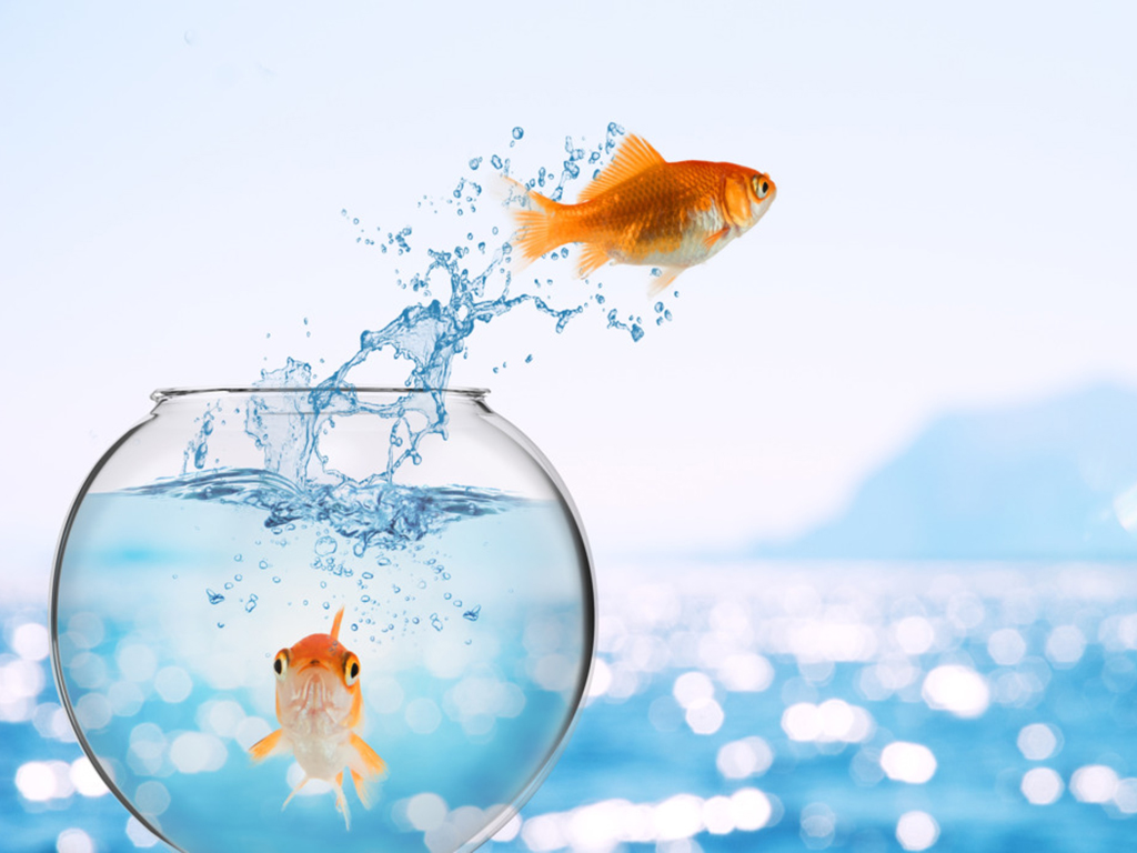 Goldfisch springt aus dem Aquarium und wirft sich ins Meer