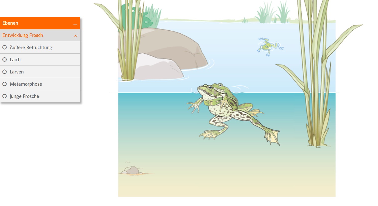 Vorschaubild einer interaktiven Erklärgrafik zu Entwicklung eines Frosches mit 5 Ebenen