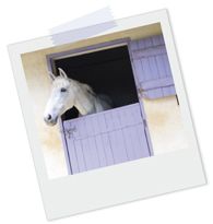 Polaroidfoto eines weißen Pferdes, das aus einem Stallfenster schaut